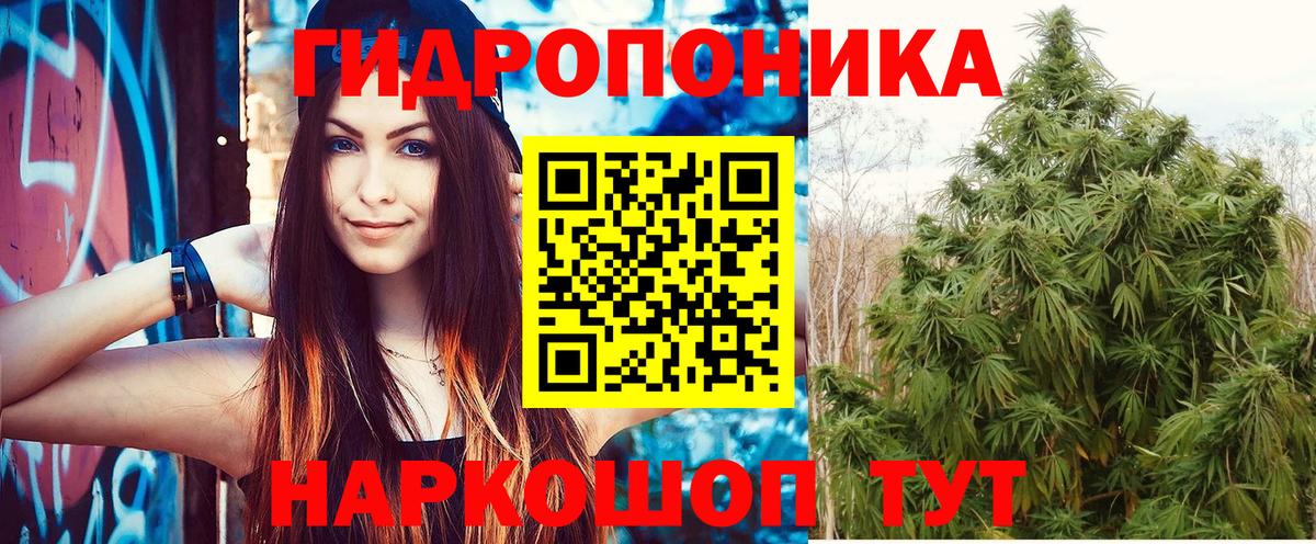 Конопля OG Kush Кисловодск